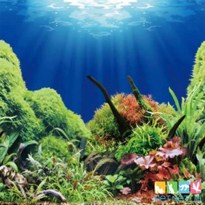 Аквариумный Односторонний Фон Морское Дно